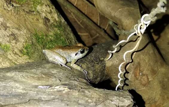 Arthroleptis poecilonotus Peters 1863的圖片