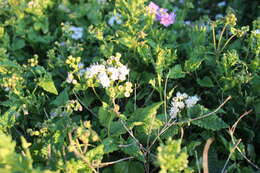 Ageratina glechonophylla (Less.) R. King & H. Rob. resmi