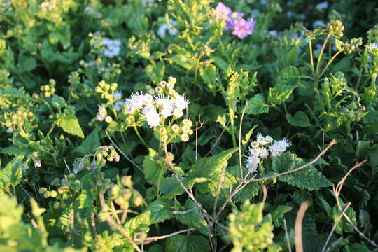 Ageratina glechonophylla (Less.) R. King & H. Rob. resmi