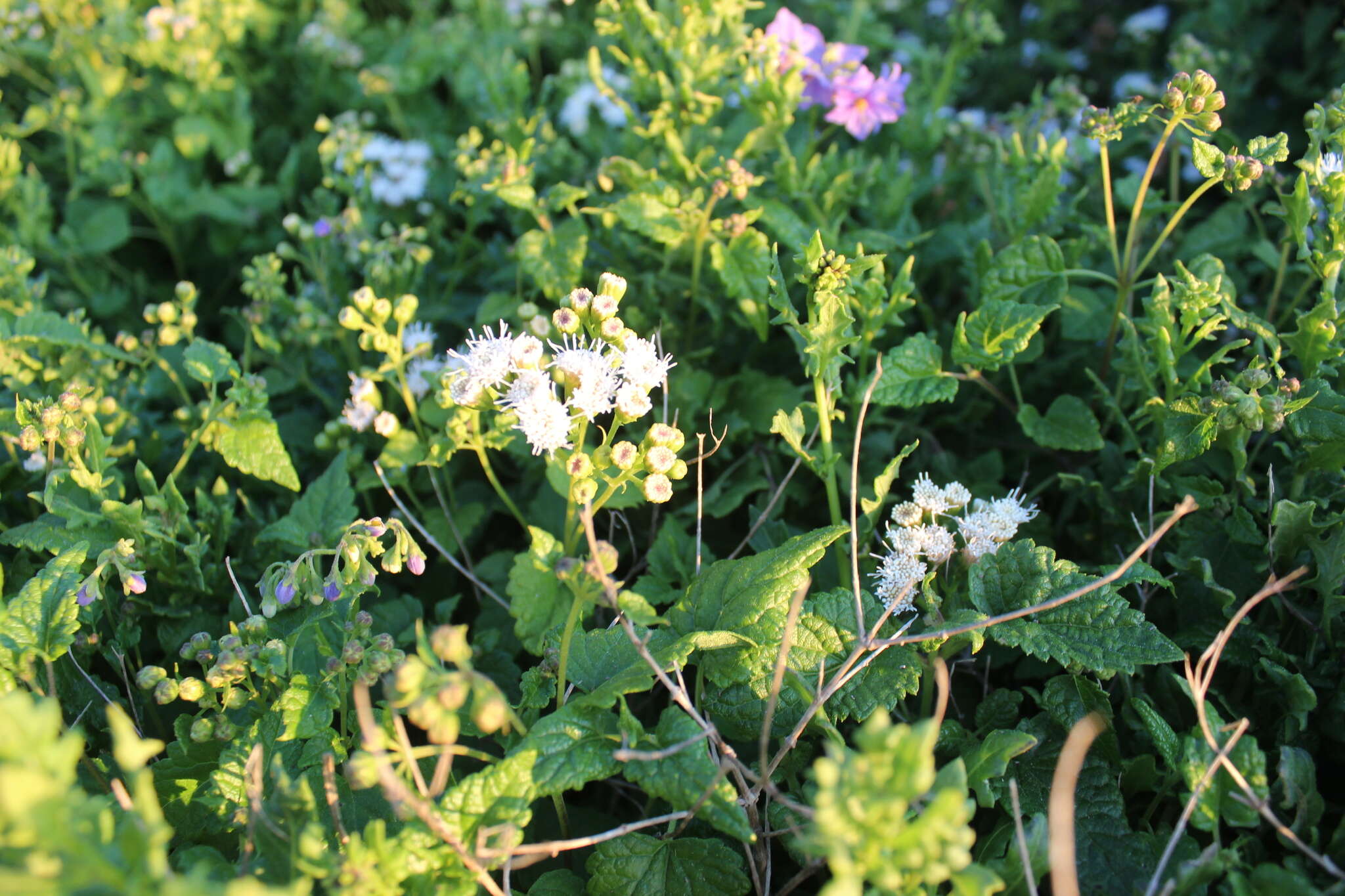 Sivun Ageratina glechonophylla (Less.) R. King & H. Rob. kuva