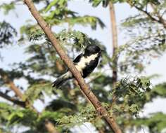 Image de Mésange à ailes blanches