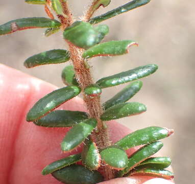 Image of Erica glandulosa subsp. fourcadei (L. Bolus) E. G. H. Oliv. & I. M. Oliv.