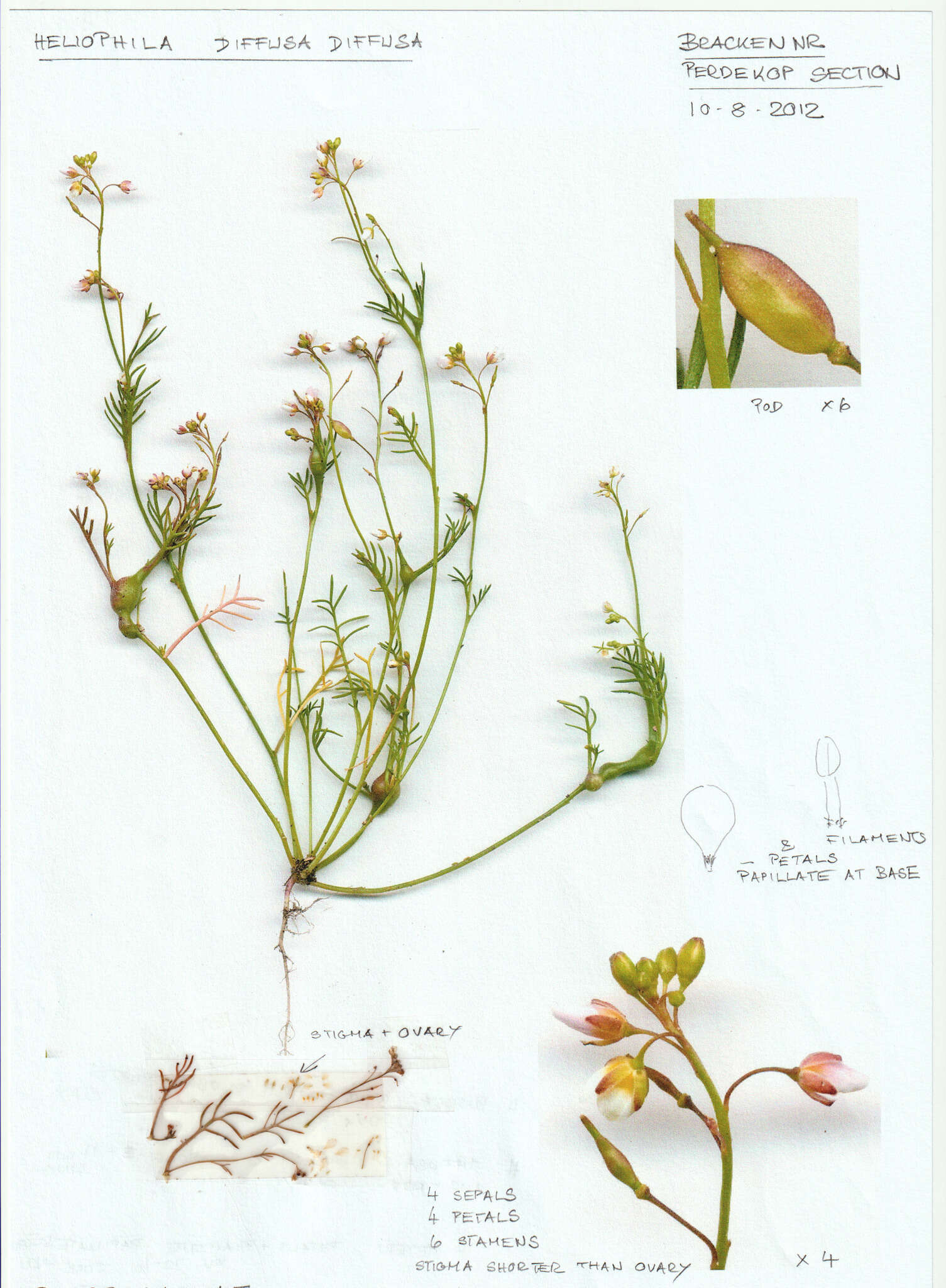 Plancia ëd Heliophila diffusa var. diffusa