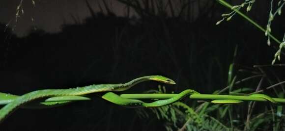 Image of Malayan Vine Snake