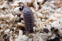 Image de Porcellio achilleionensis Verhoeff 1901