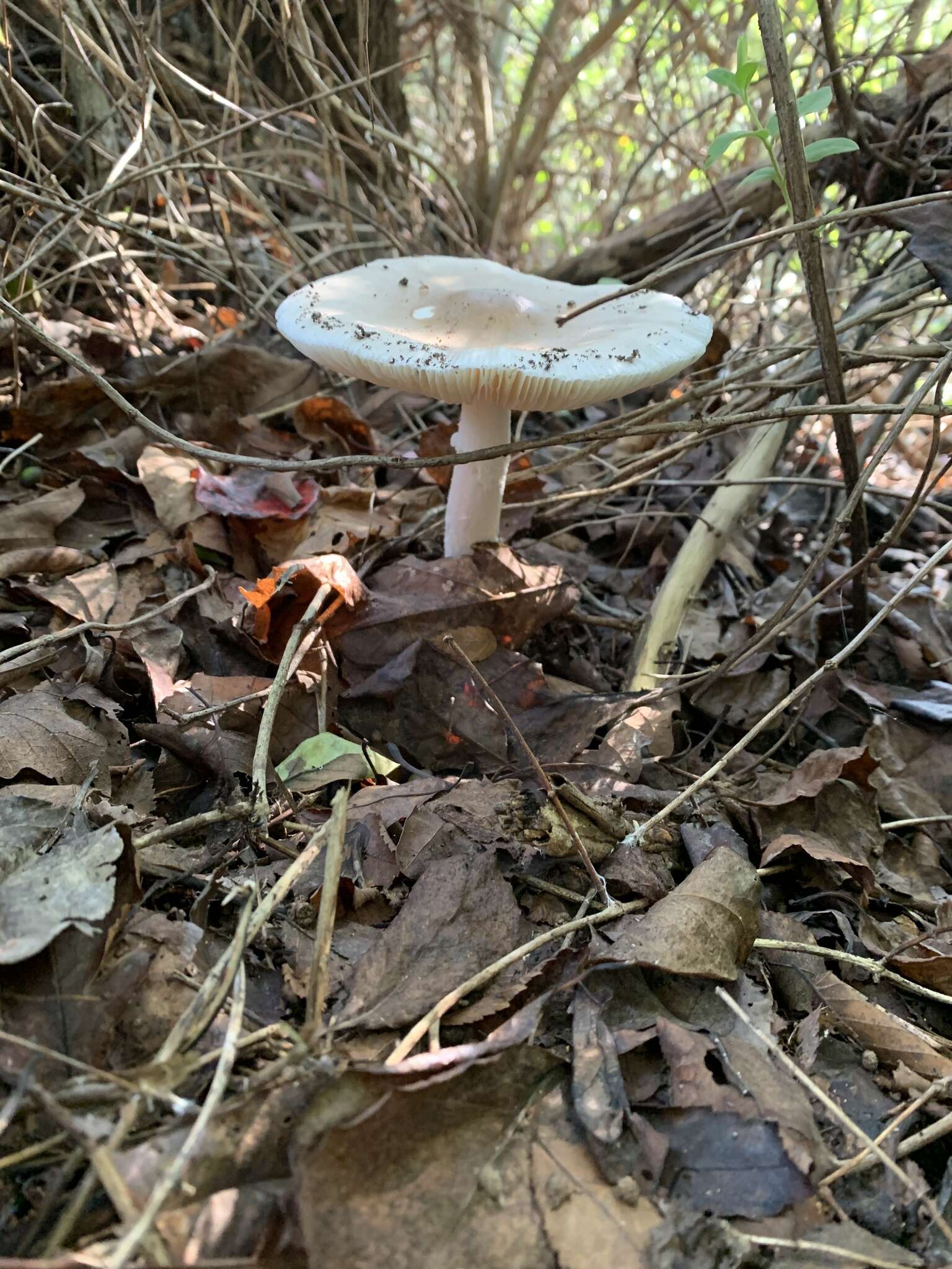 Image of Amanita murrilliana Singer 1951