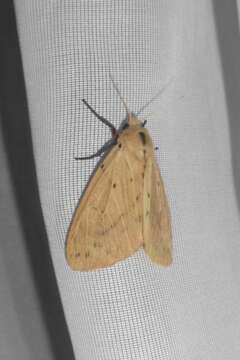 Image of Spilosoma strigatula Walker 1855