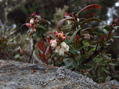 Image of Gaultheria hispida R. Br.