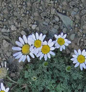 Image of Atlas Daisy