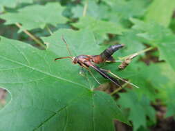 Image of Ash/Lilac Borers