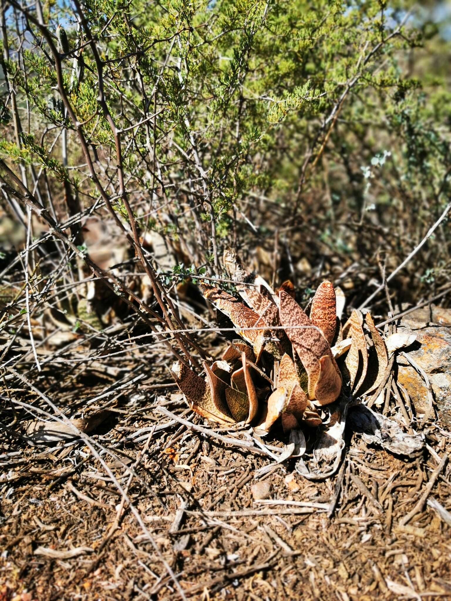 Image of Gasteria brachyphylla (Salm-Dyck) van Jaarsv.