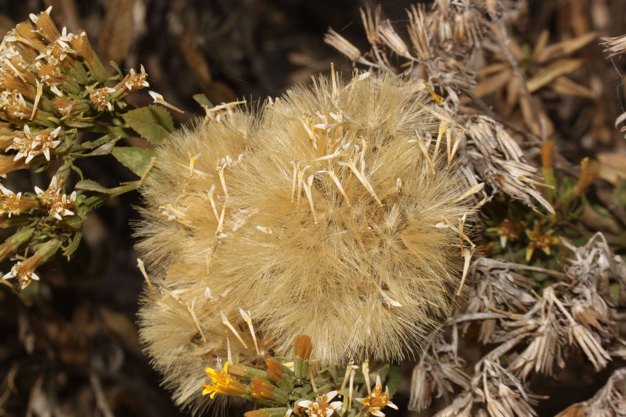 صورة Trixis cacalioides (Kunth) D. Don