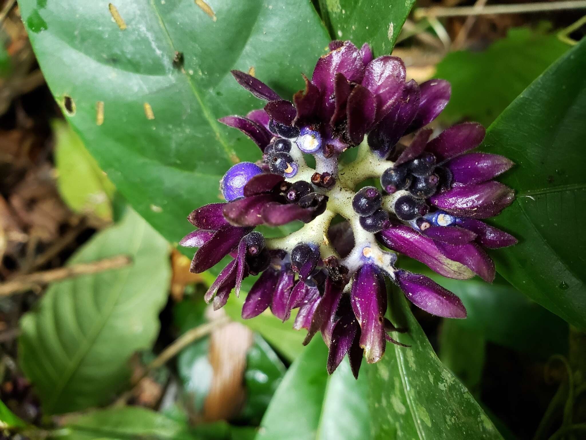 Image of Palicourea suerrensis (Donn. Sm.) Borhidi