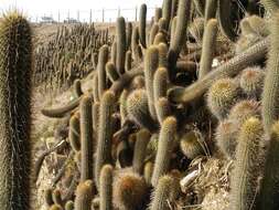 Sivun Trichocereus bolligerianus kuva