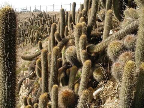 Image of Trichocereus bolligerianus