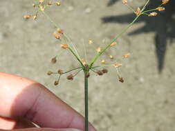 Plancia ëd Fimbristylis littoralis Gaudich.