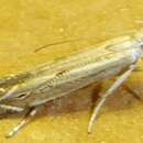 Image of Isophrictis magnella Busck 1903