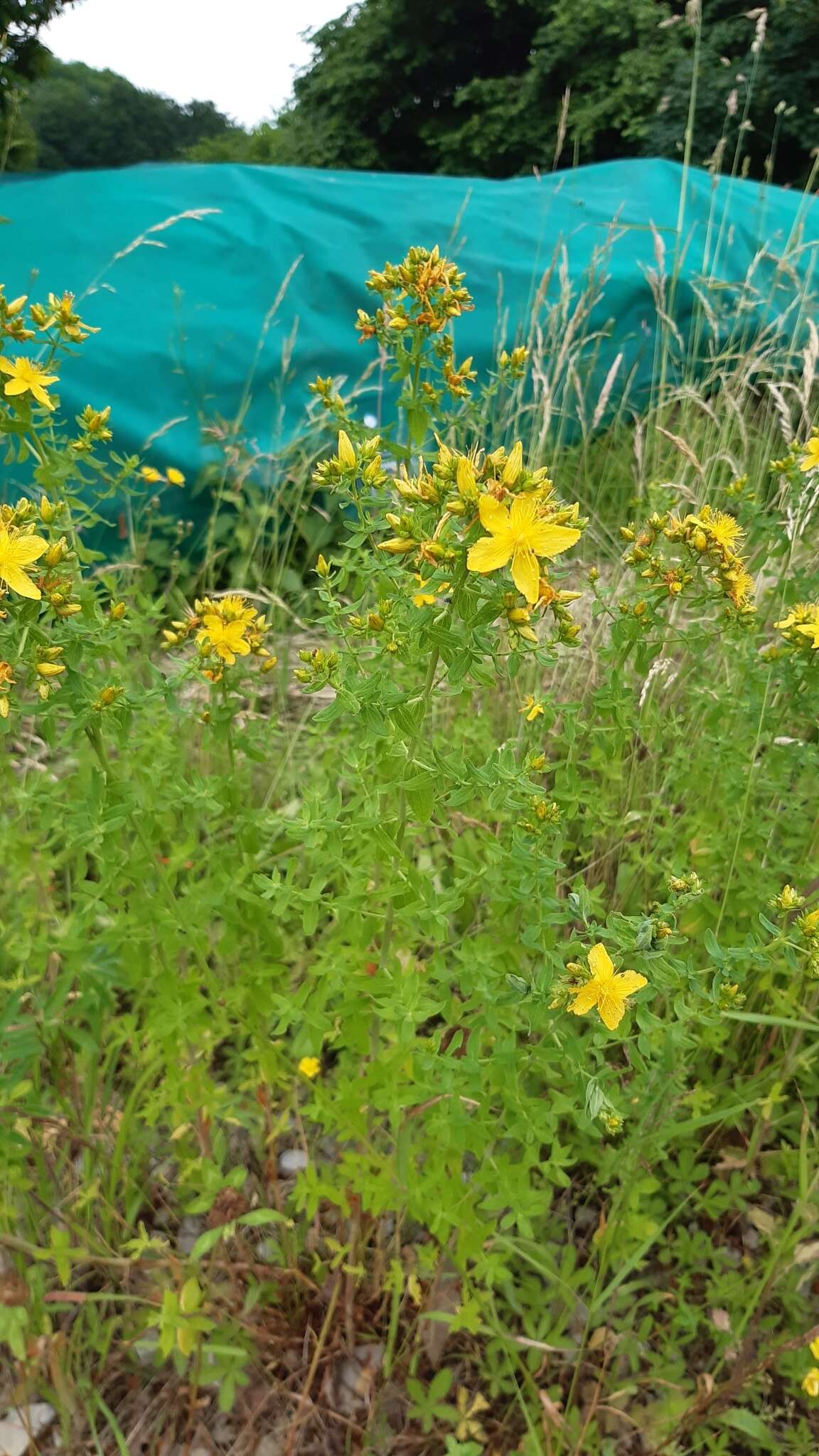 Sivun Hypericum desetangsii Lamotte kuva