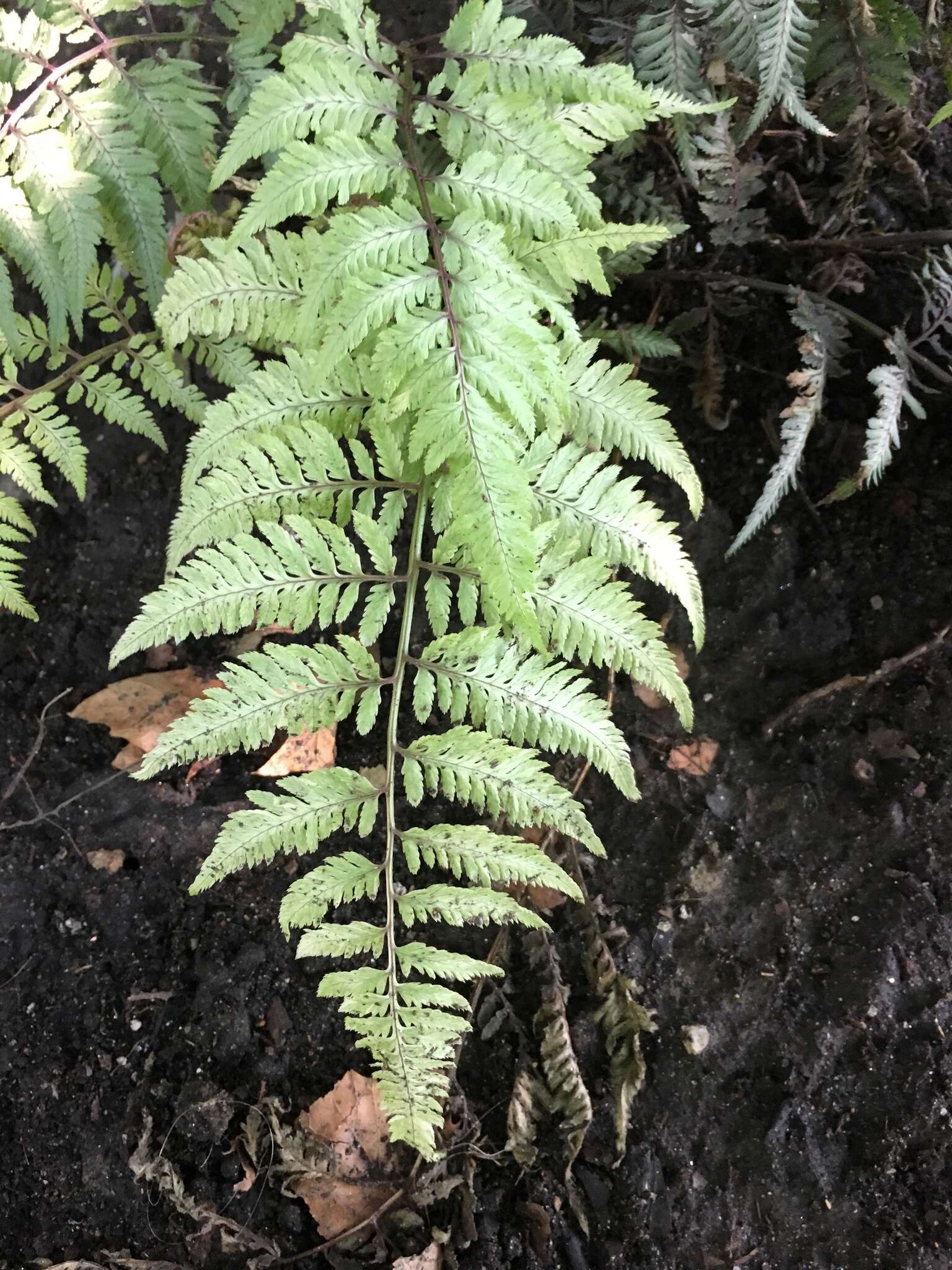 Image de Athyrium niponicum (Mett) Hance