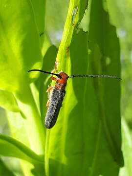 Image of Leafy Spurge Stem Boring Beetle