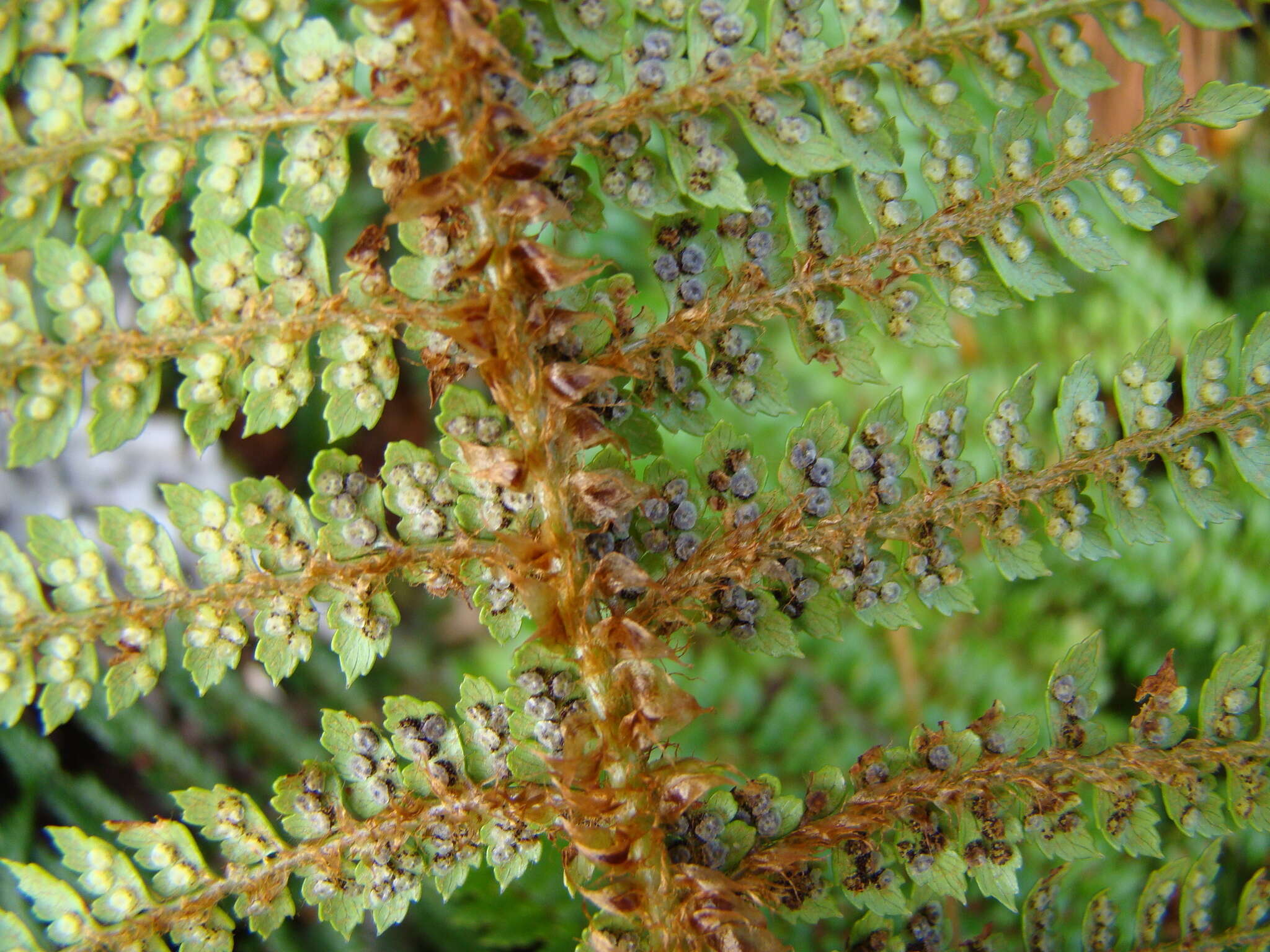 Sivun Polystichum vestitum (G. Forst.) C. Presl kuva