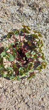 Image of Euphorbia hinkleyorum I. M. Johnst.