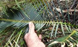 Image of Macrozamia reducta K. D. Hill & D. L. Jones