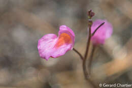 Image of Utricularia punctata Wall.