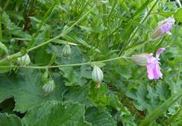 Image of nodding catchfly