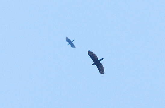 Image of Barred honey buzzard