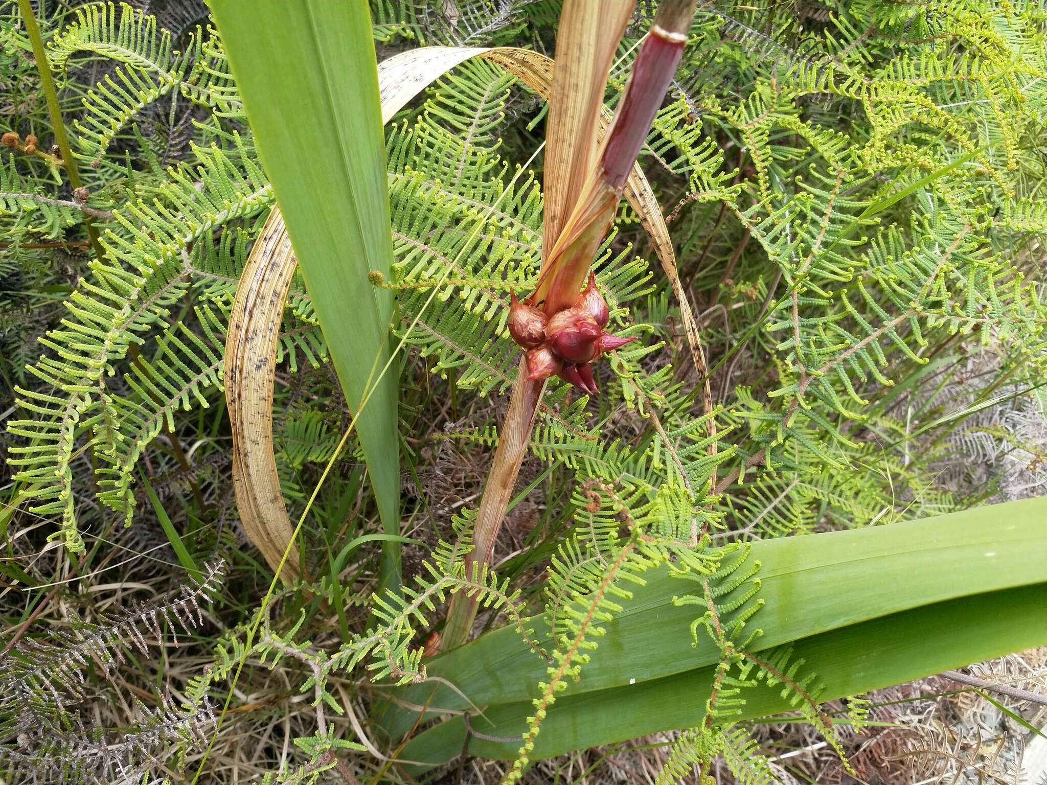 Image of bulbil bugle-lily