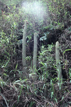 Plancia ëd Cleistocactus parviflorus (K. Schum.) Rol.-Goss.