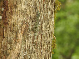 Image of Becker’s Anole