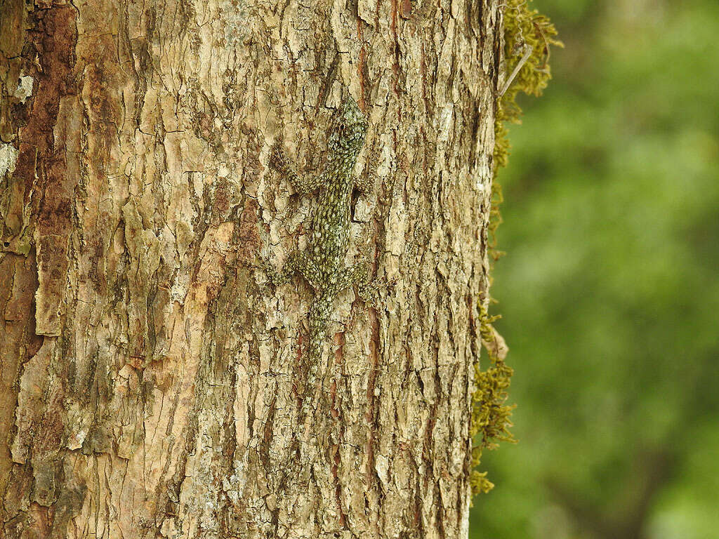 Image of Becker’s Anole