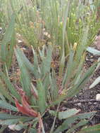 Image of Protea vogtsiae Rourke