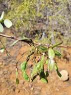 Sivun Ormocarpum bernierianum (Baill.) Du Puy & Labat kuva