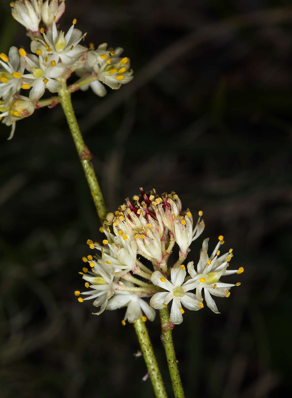 Image of western false asphodel