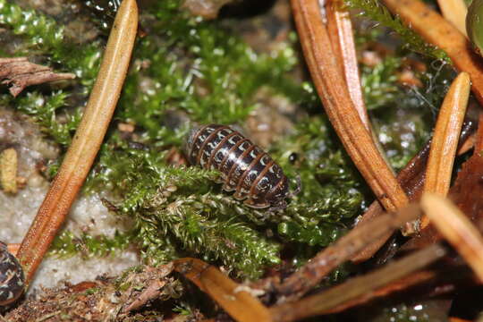 Image of Armadillidium pictum Brandt 1833