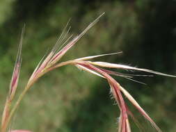 Image of crinkleawn fescue