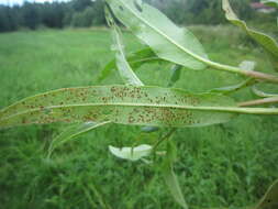 Image of Puccinia polygoni-amphibii Pers. 1801