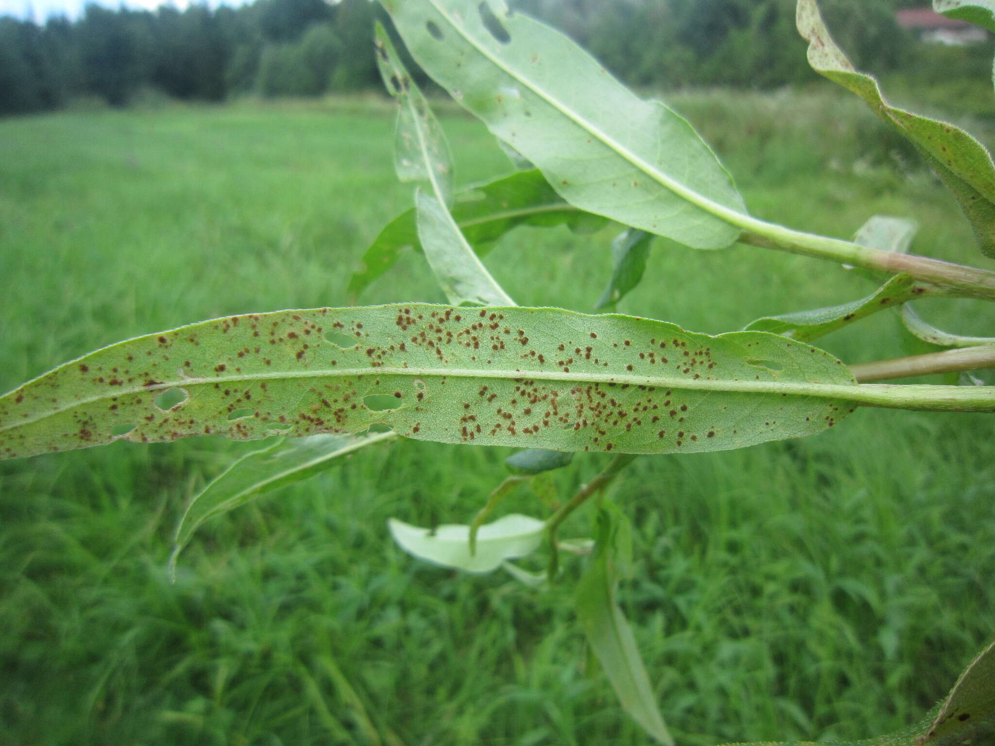 Image of Puccinia polygoni-amphibii Pers. 1801