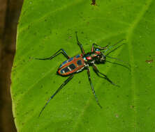 Imagem de Cicindela (Cosmodela) barmanica Gestro 1893