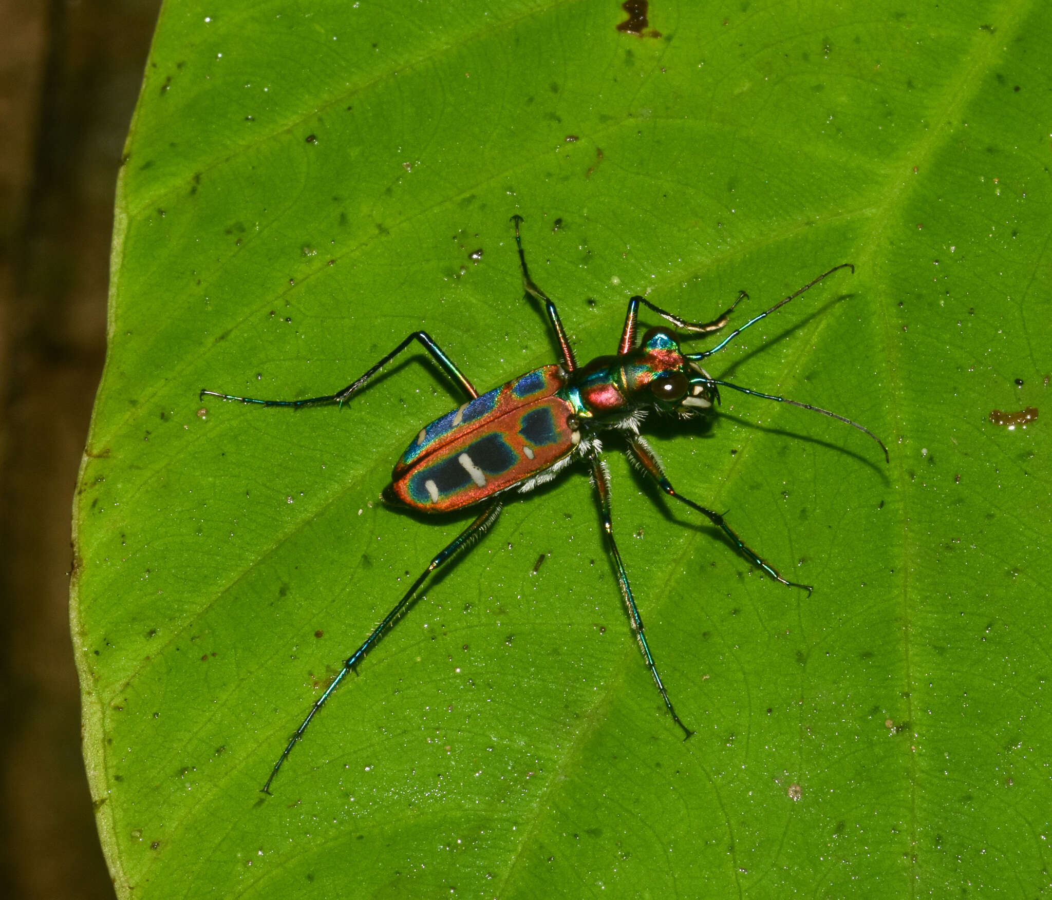 Imagem de Cicindela (Cosmodela) barmanica Gestro 1893