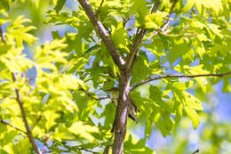 Image of Tennessee Warbler