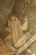 Image of Olive Spiny-chest Frog