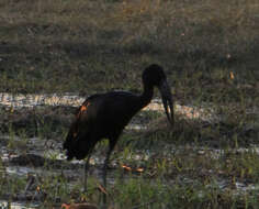 Image of Openbill stork