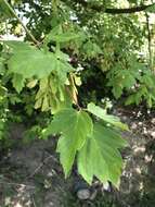 Imagem de Acer negundo var. californicum (Torr. & Gray) Sarg.