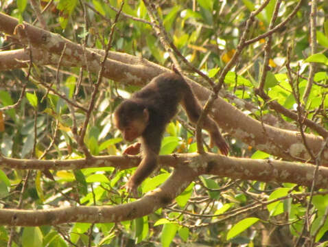 Слика од Macaca arctoides (I. Geoffroy Saint-Hilaire 1831)