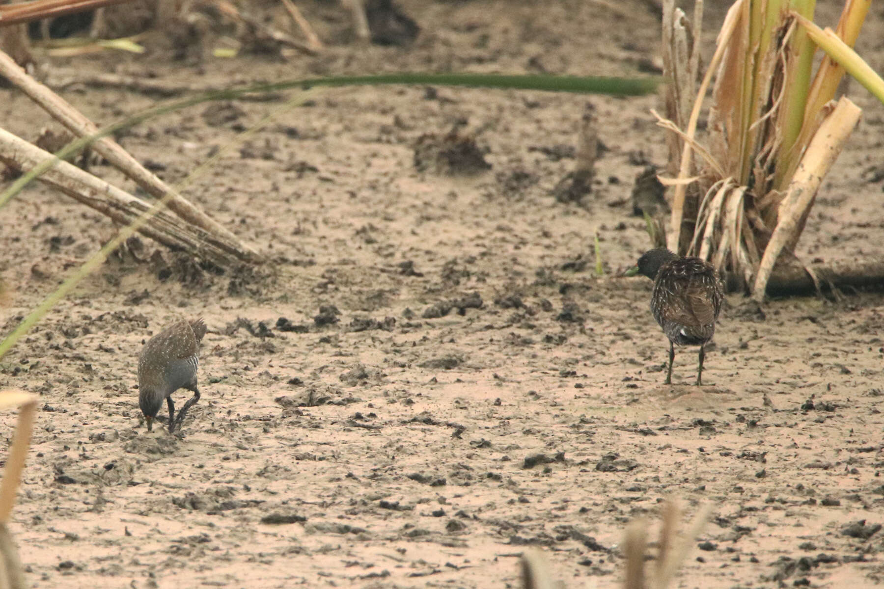 Image of Australian Crake