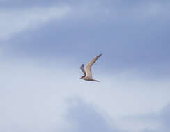 Image of Common Tern